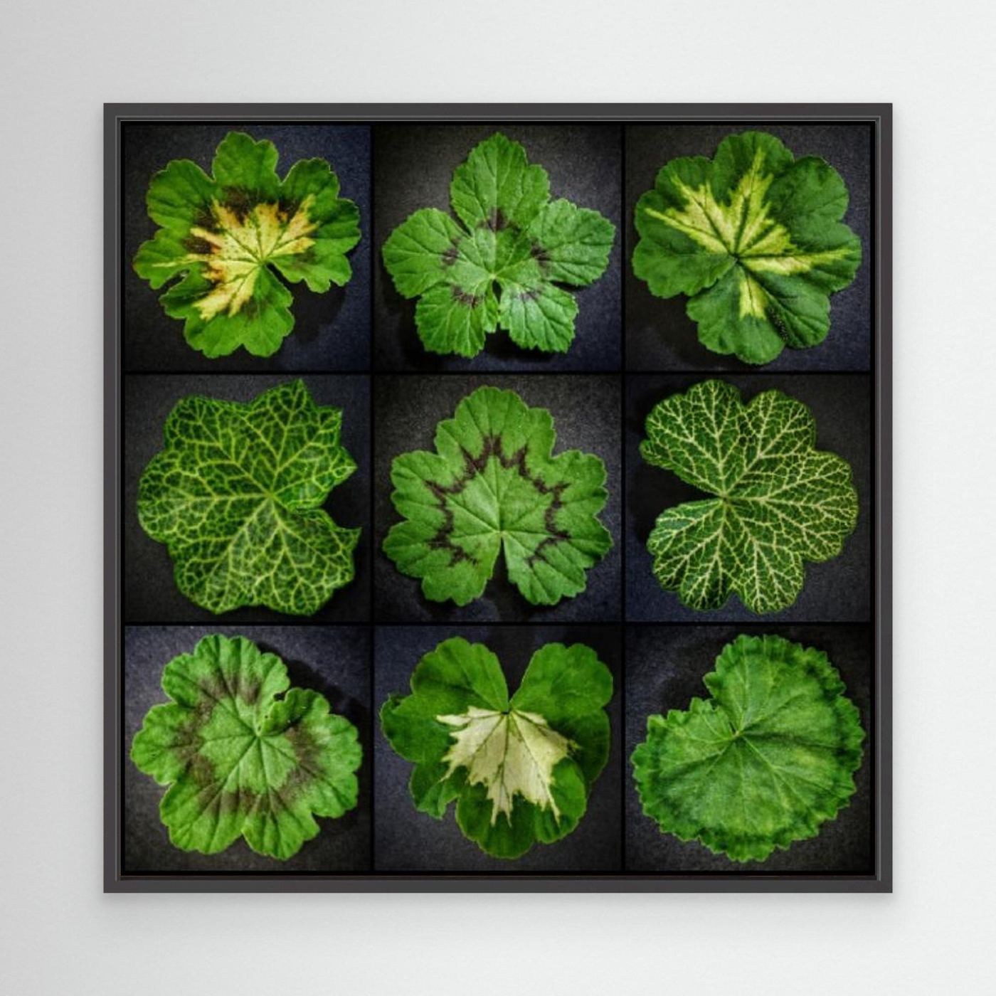 Pelargonium Leafs