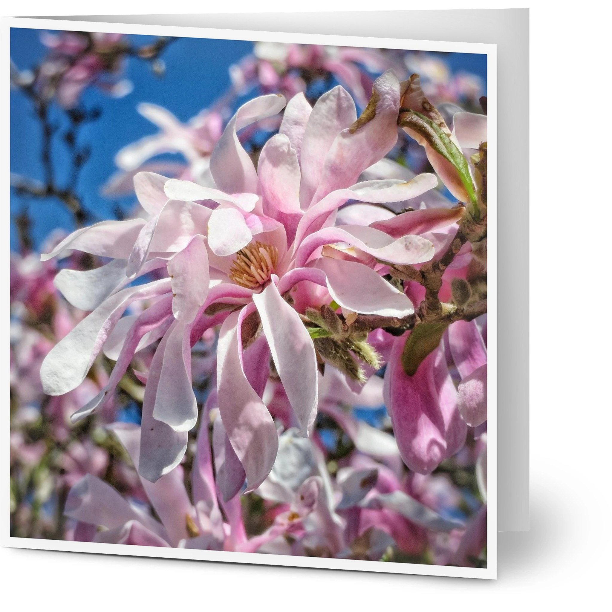 0930a3a9-767a-471f-964f-dc83b79a2256