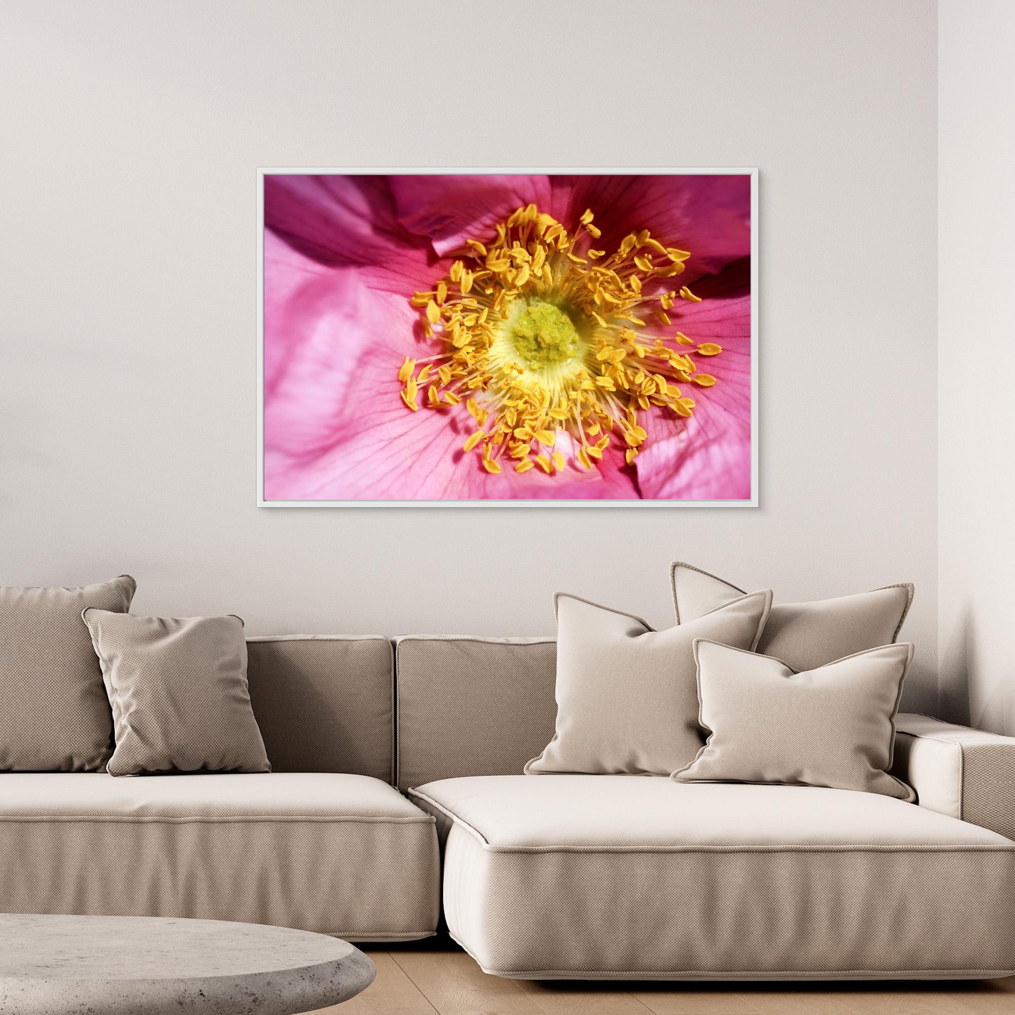 Ros Hunter Valley Rose