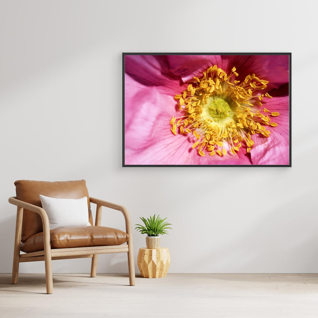 Ros Hunter Valley Rose