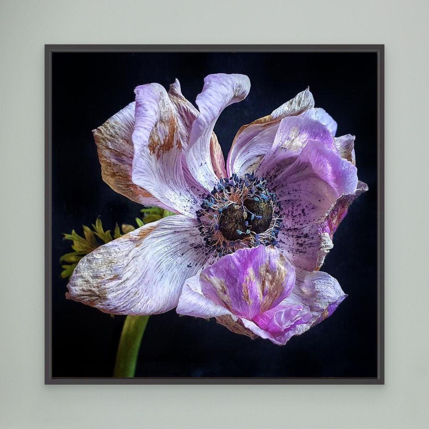 Bedagad Anemone II Faded