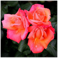 465bf763-3c83-45df-b20c-e048c023c205