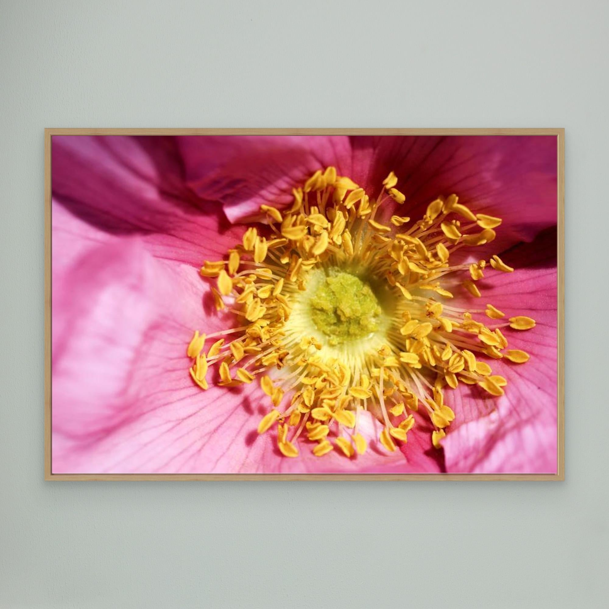 Ros Hunter Valley Rose