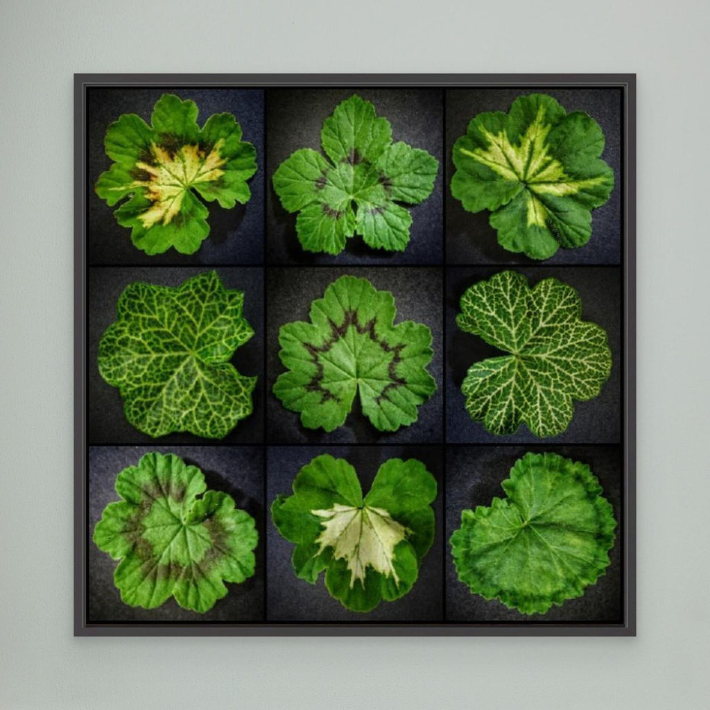 Pelargonium Leafs