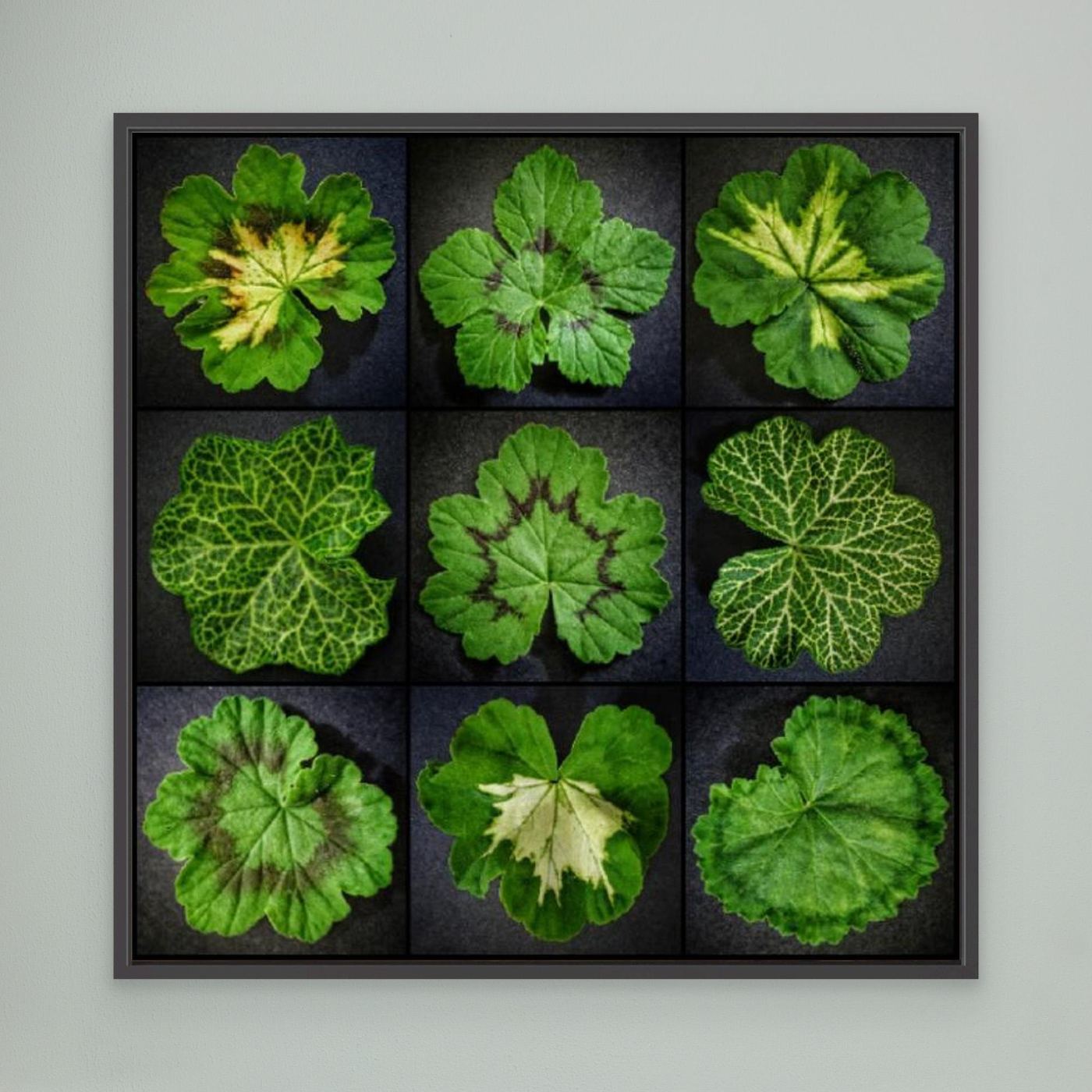 Pelargonium Leafs