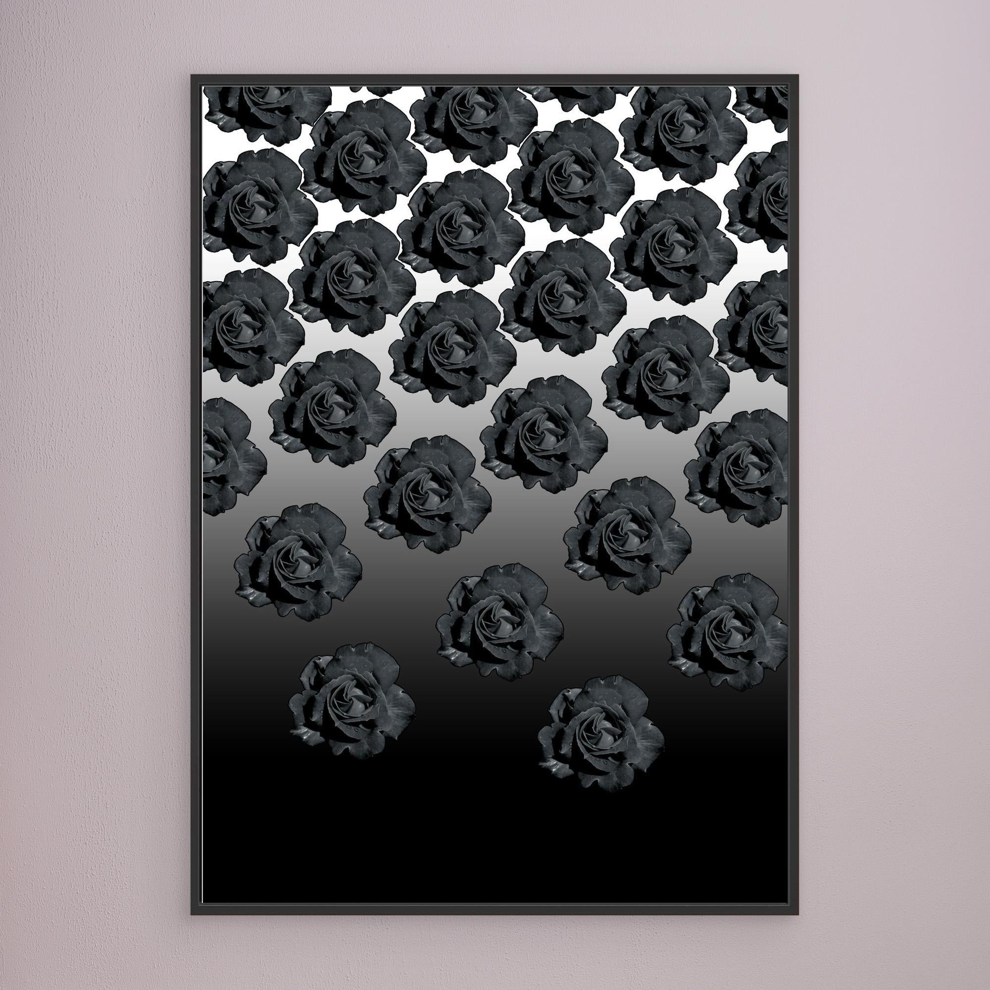 Ros Varas Chile Rose 04