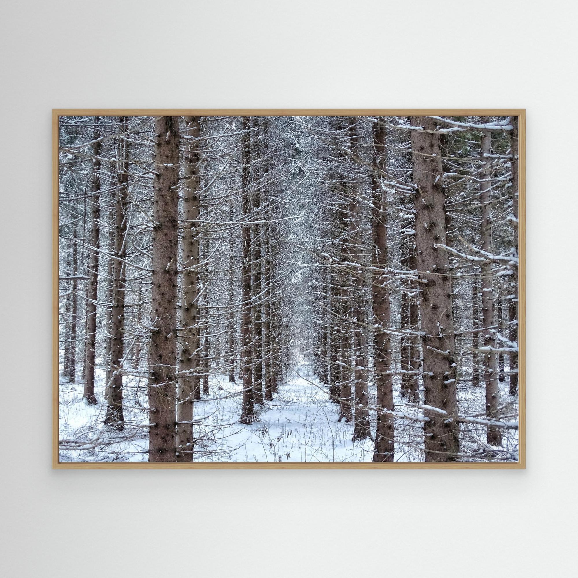 Skogsåker Vinter Forest field