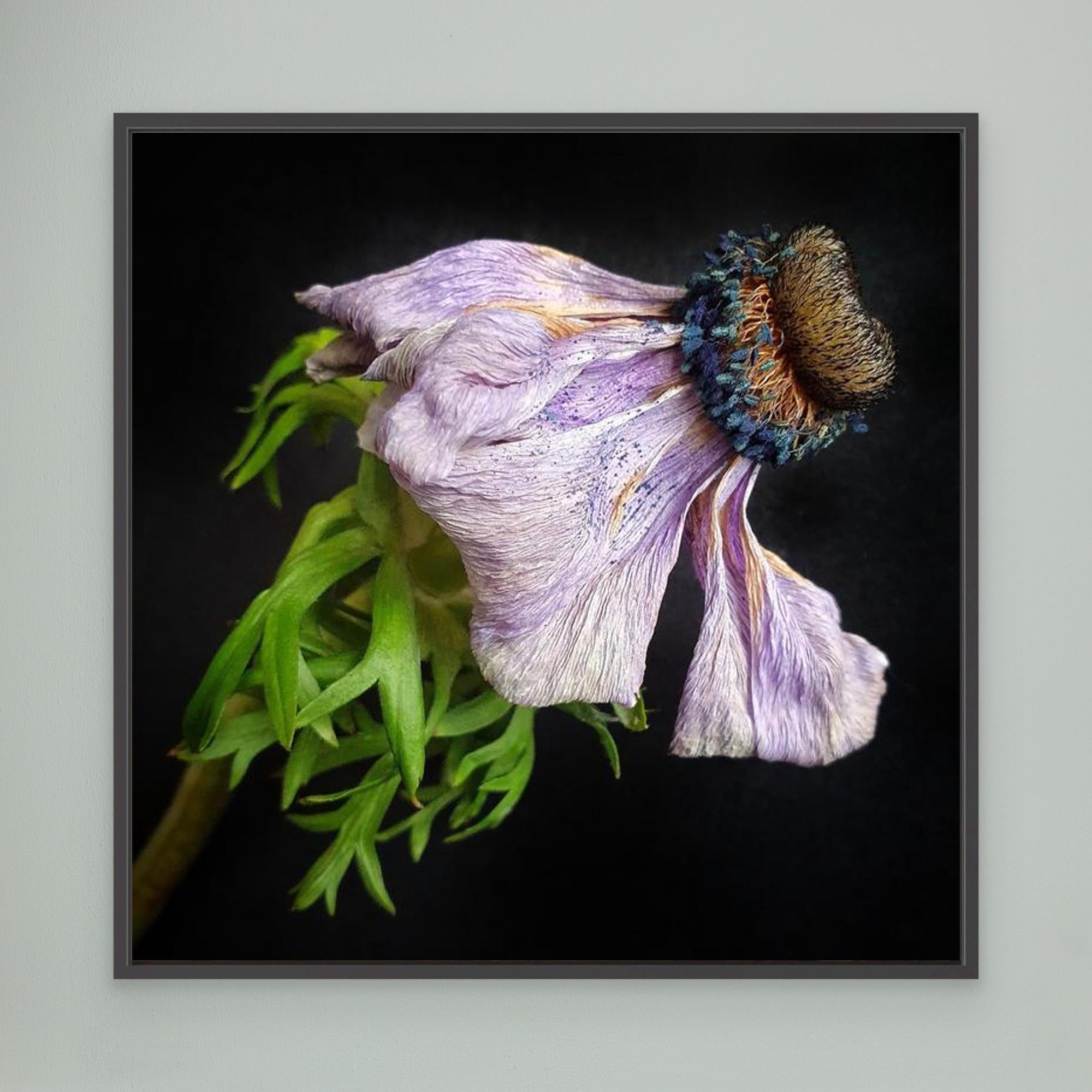 Bedagad Anemone Faded