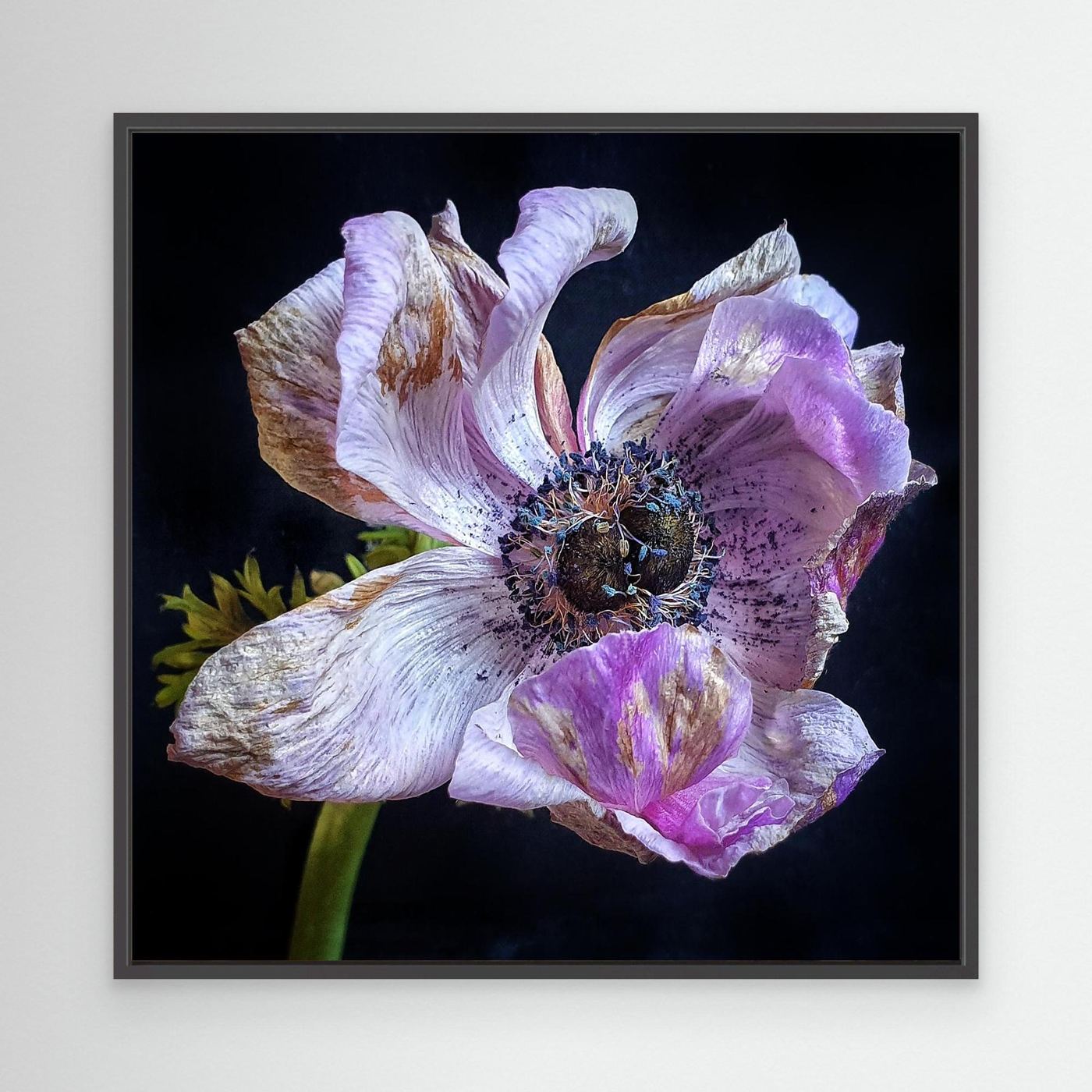 Bedagad Anemone II Faded