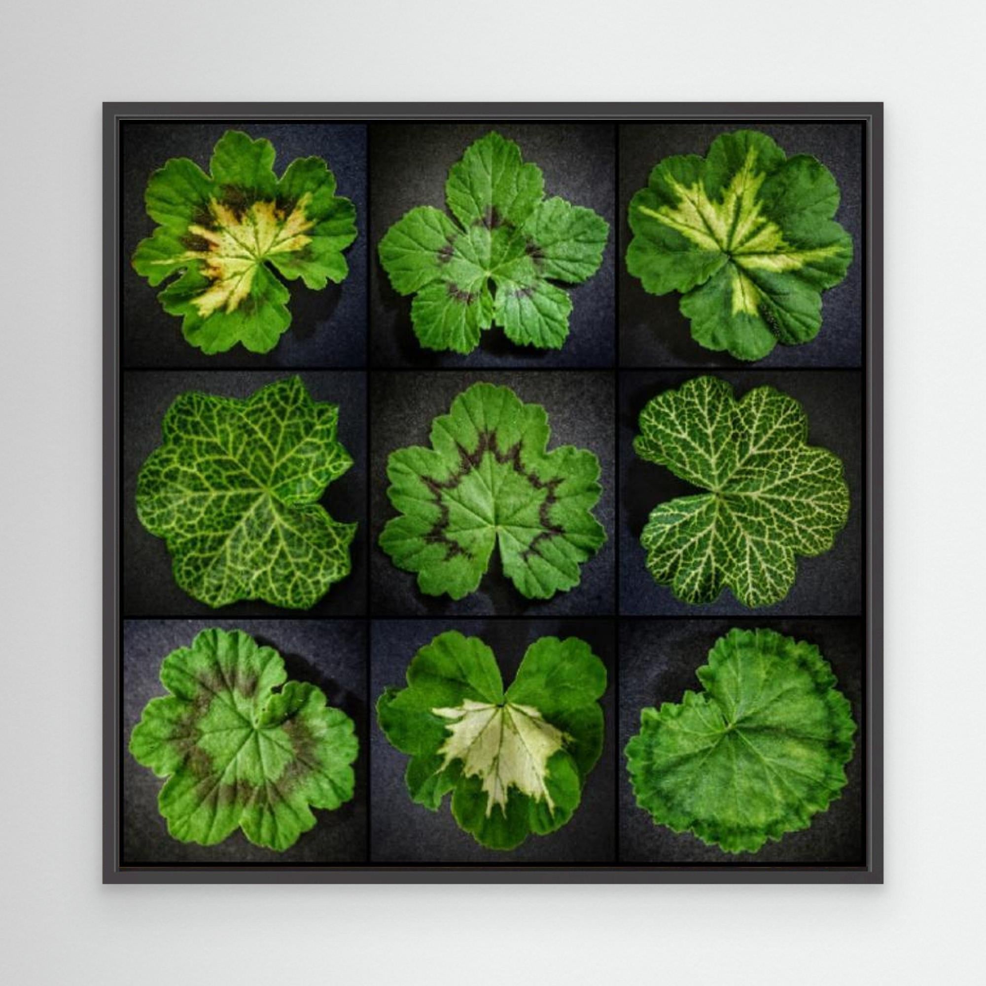 Pelargonium Leafs