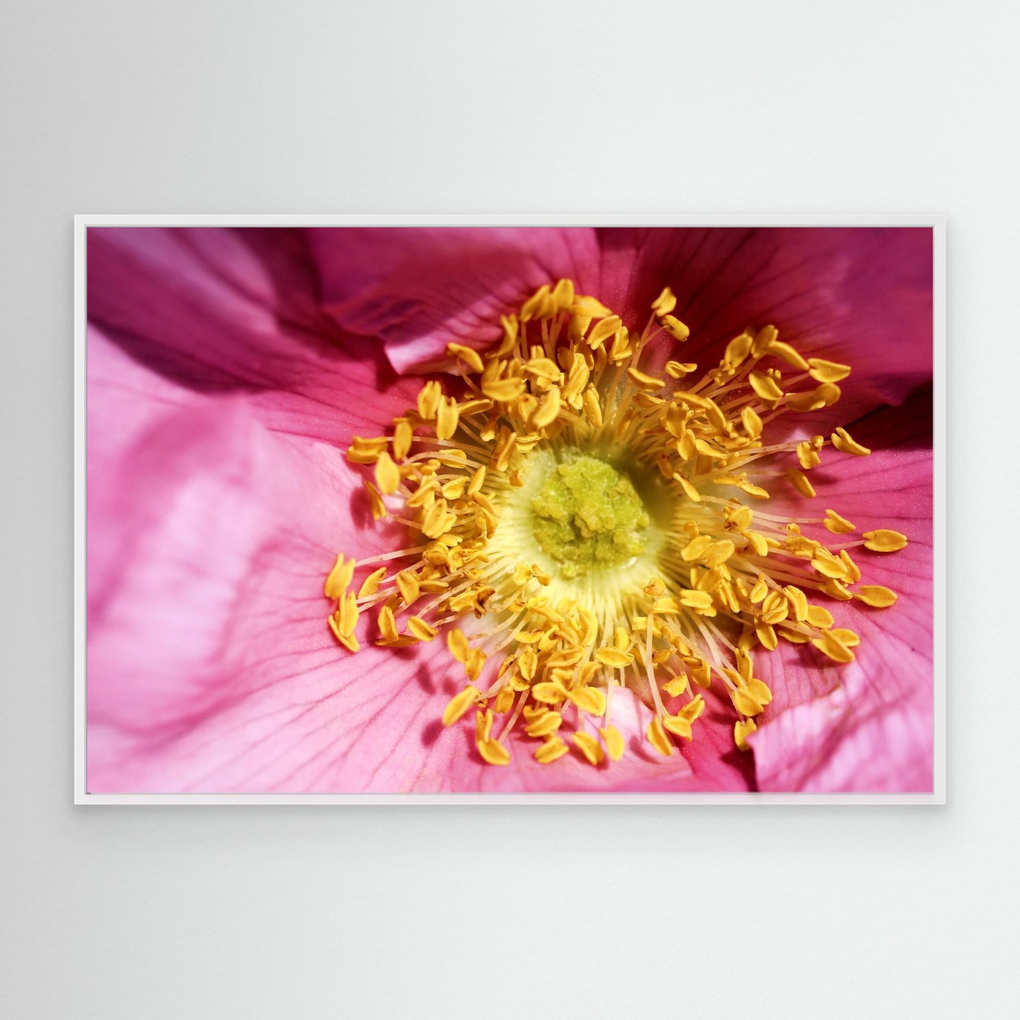 Ros Hunter Valley Rose