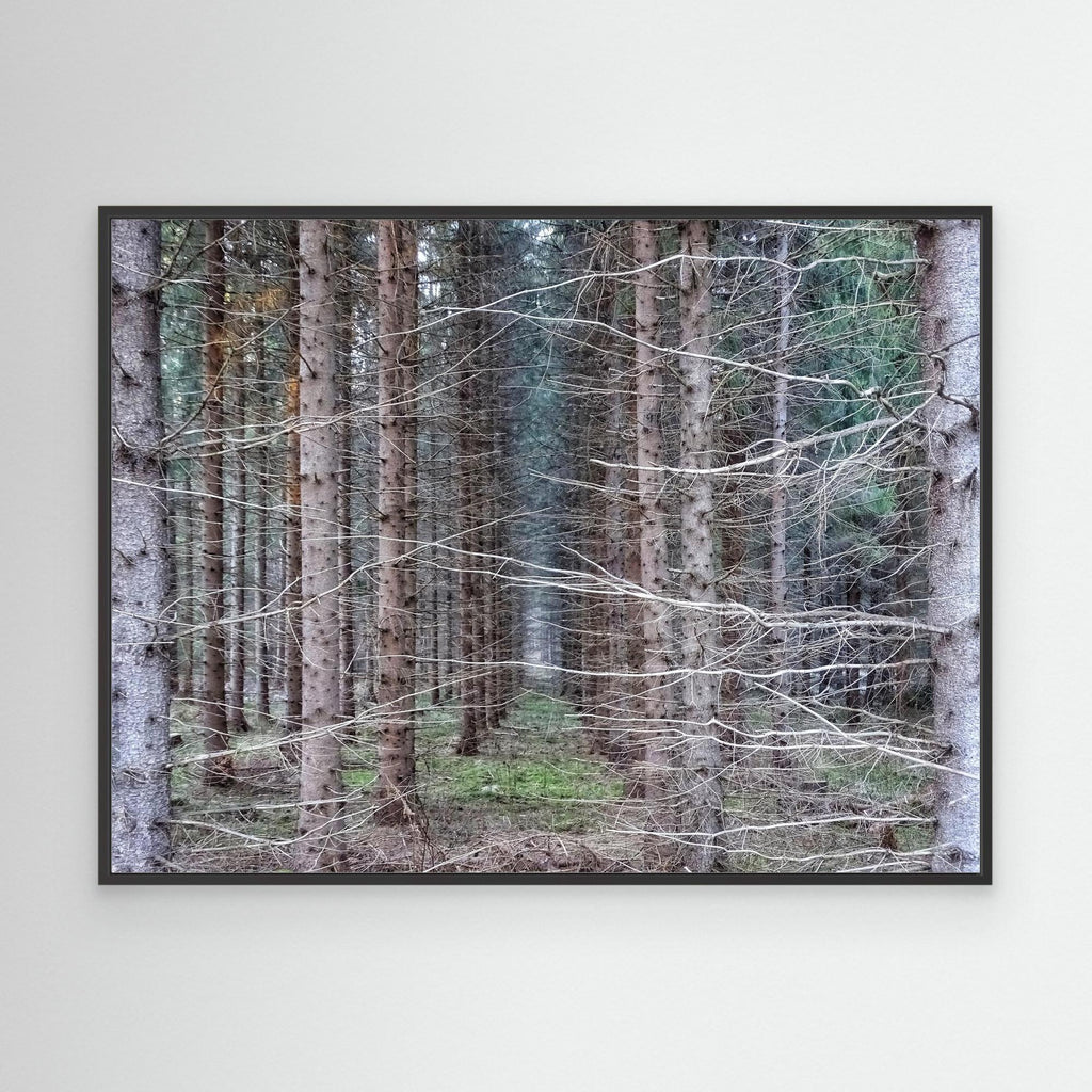 Skogsåker Forest Field