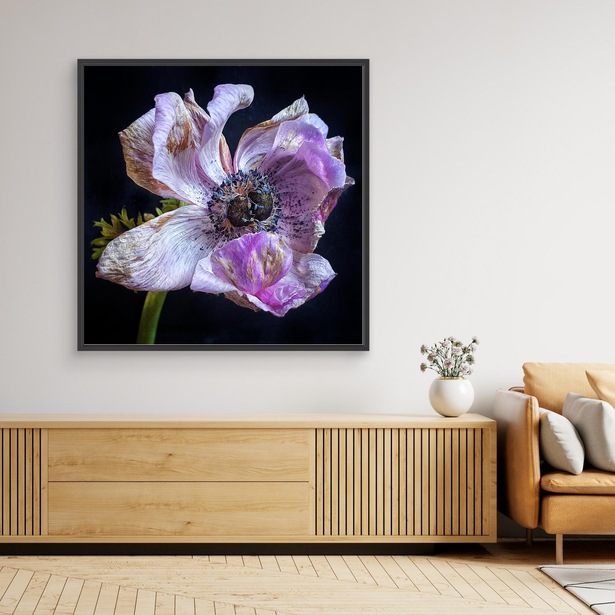 Bedagad Anemone II Faded