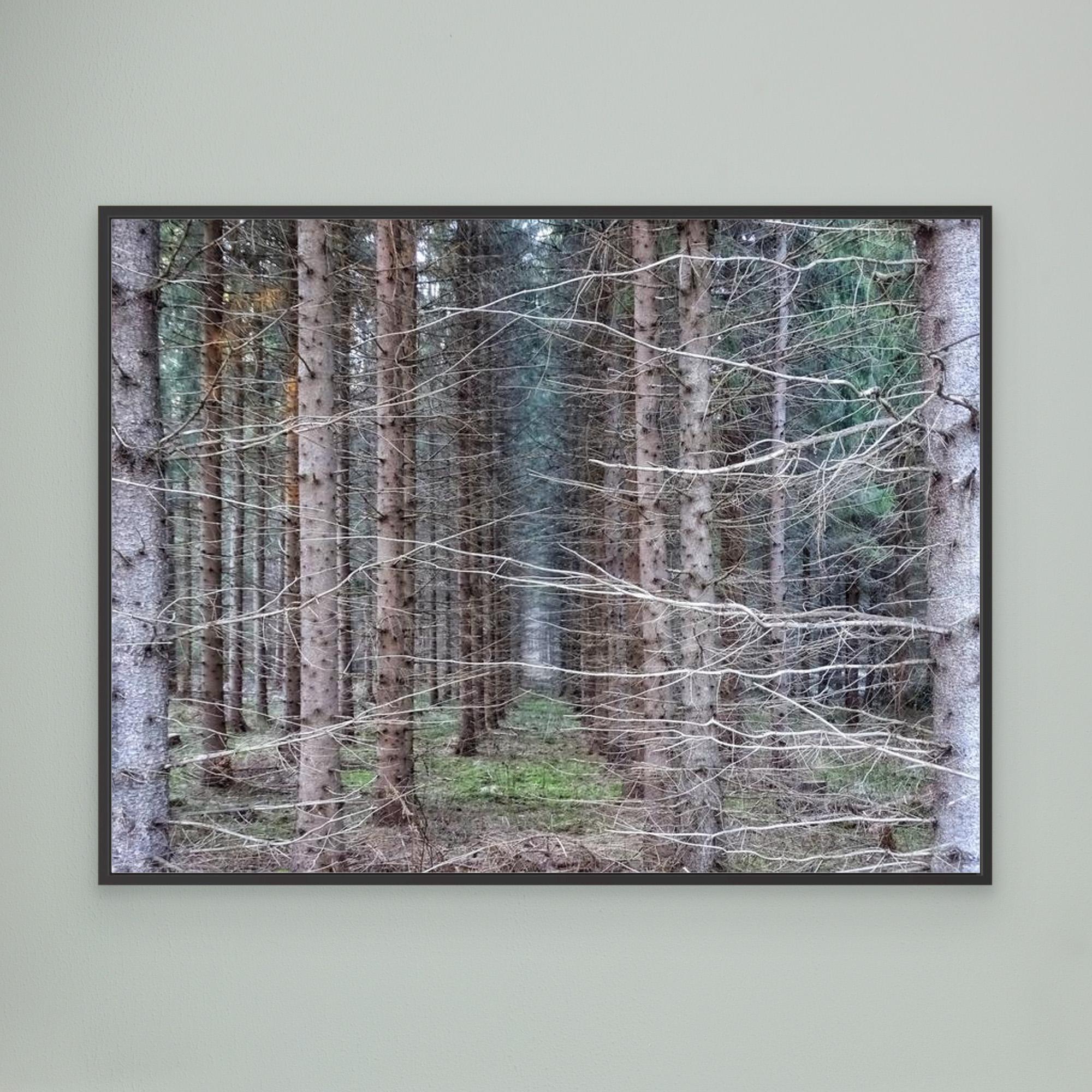 Skogsåker Forest Field