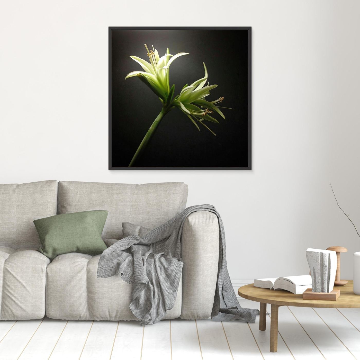Amaryllis Evergreen