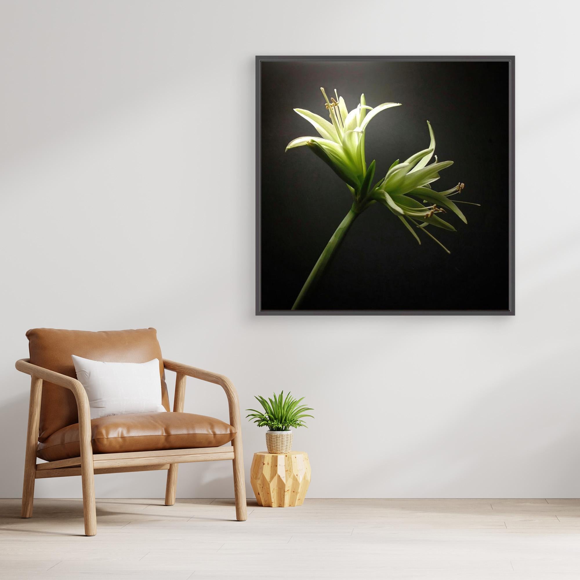 Amaryllis Evergreen