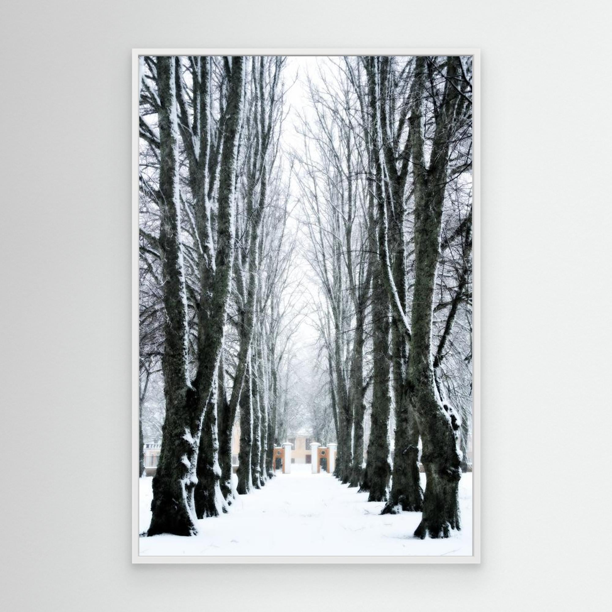 Lindallé Linden trees