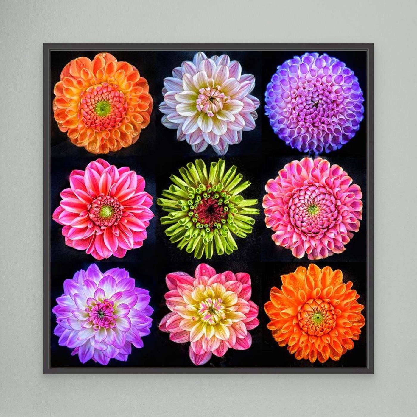 Dahlias & Zinnia