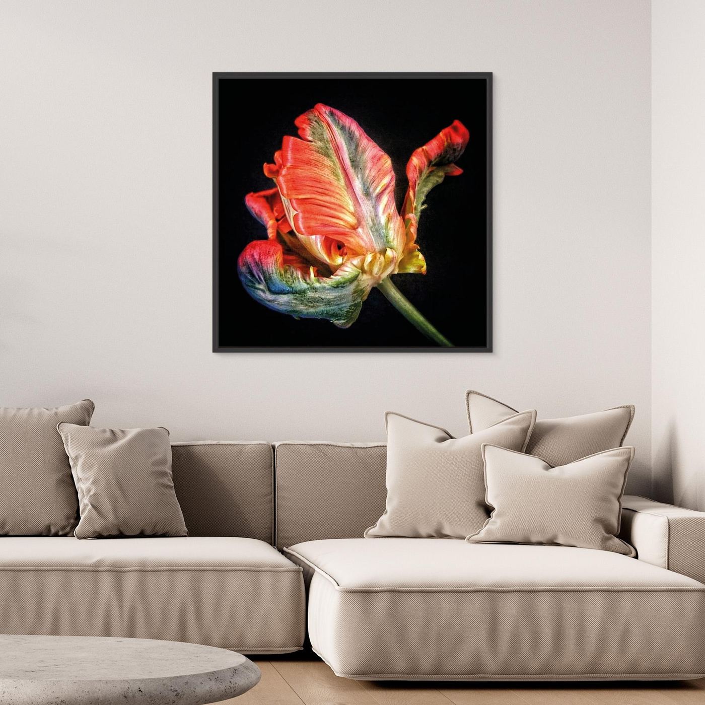 Tulpan Parrot Tulip