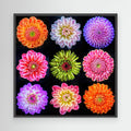 Dahlias & Zinnia