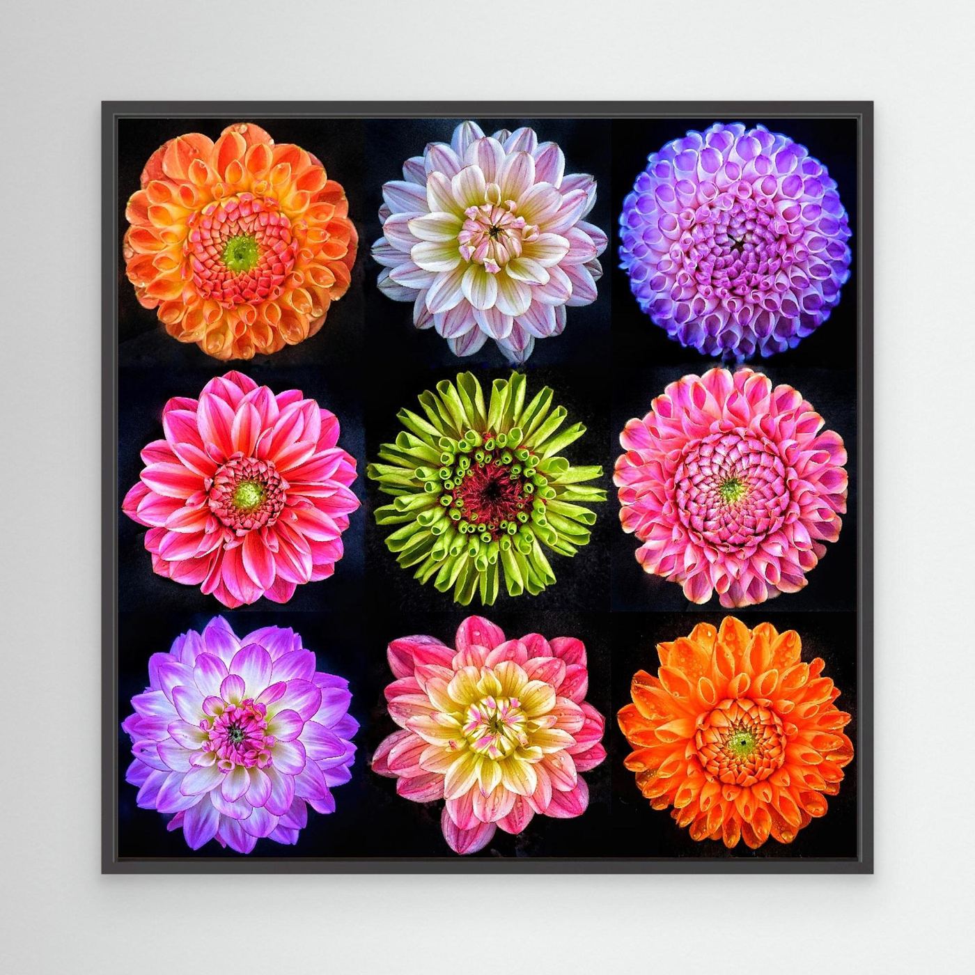 Dahlias & Zinnia