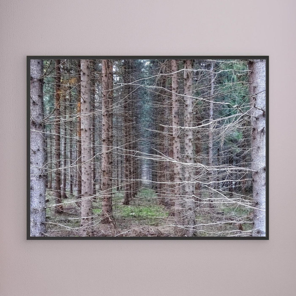 Forest Field I