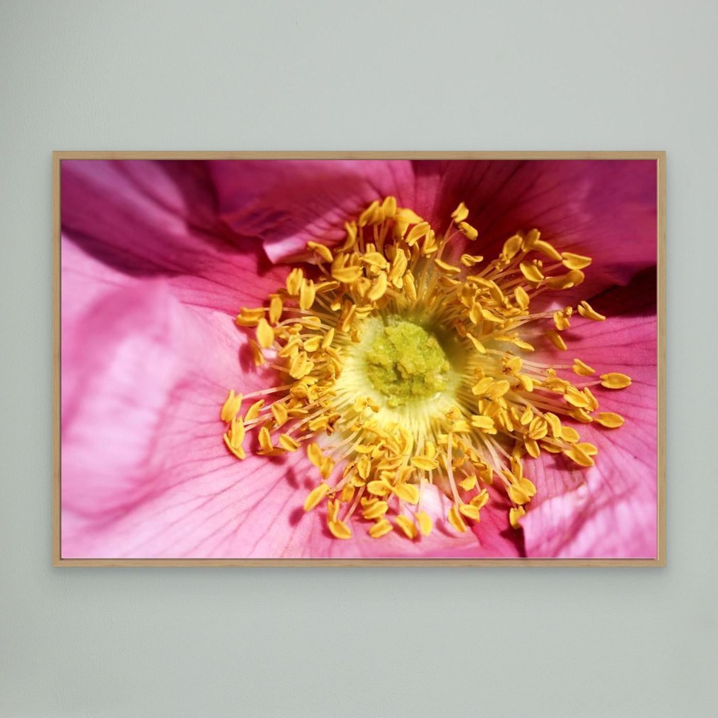 Ros Hunter Valley Rose