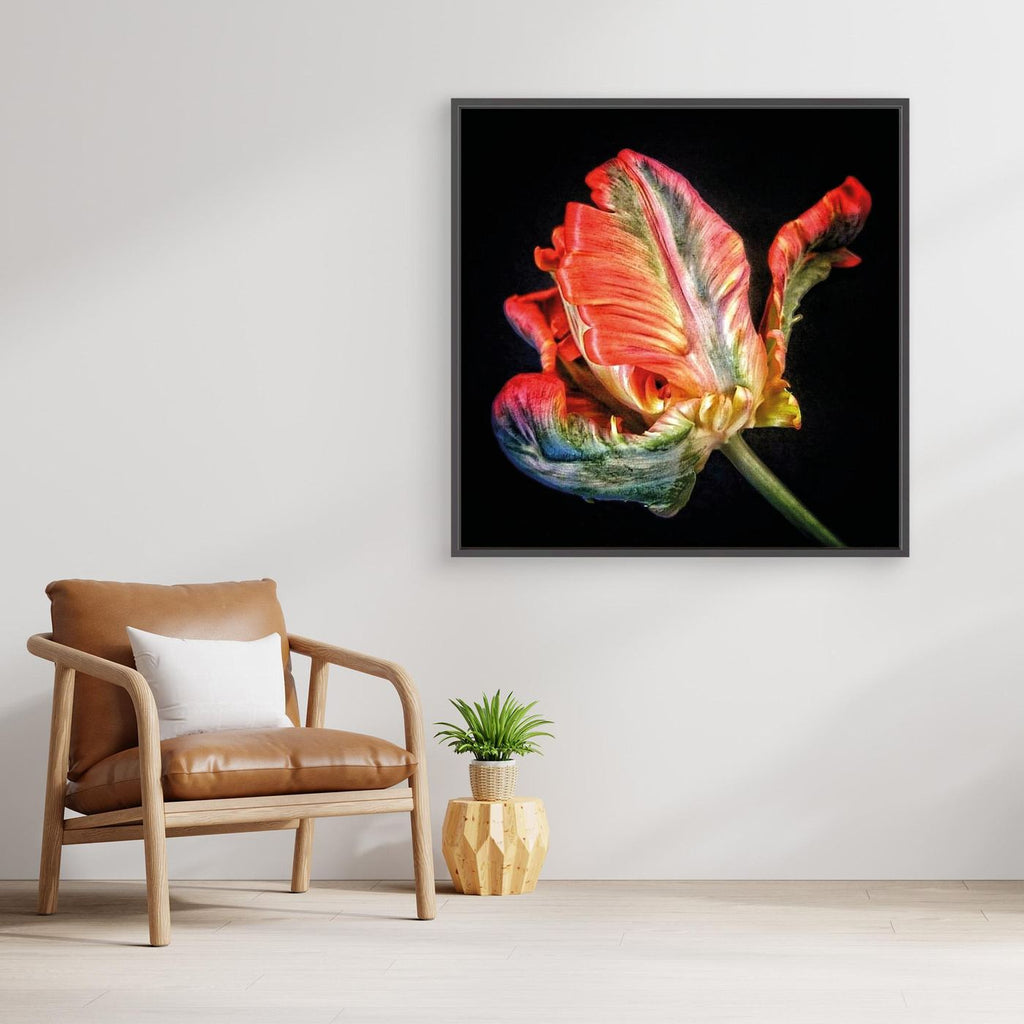 Tulpan Parrot Tulip