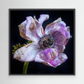 Bedagad Anemone II Faded