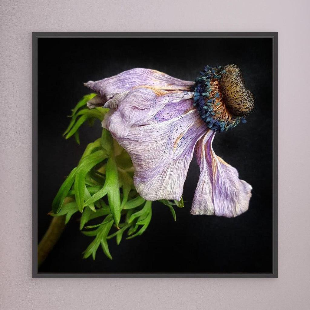 Bedagad Anemone Faded