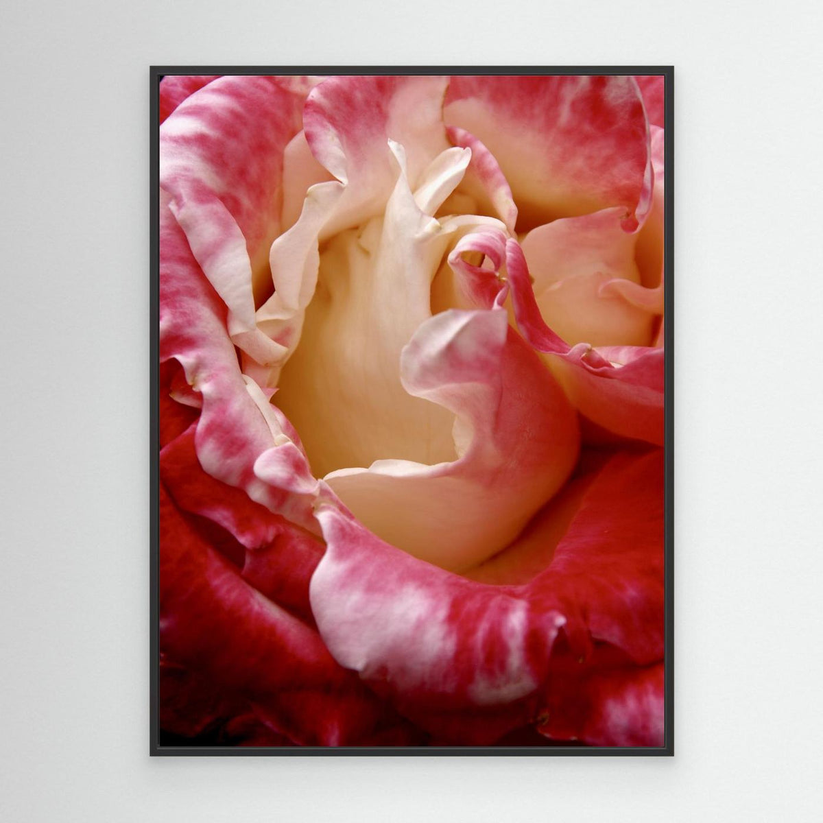 Ros Portland Rose