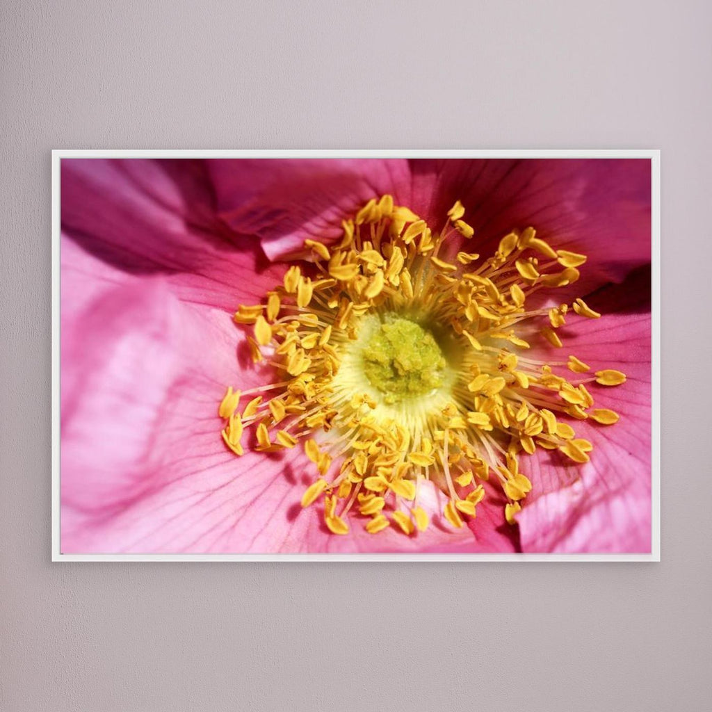 Ros Hunter Valley Rose