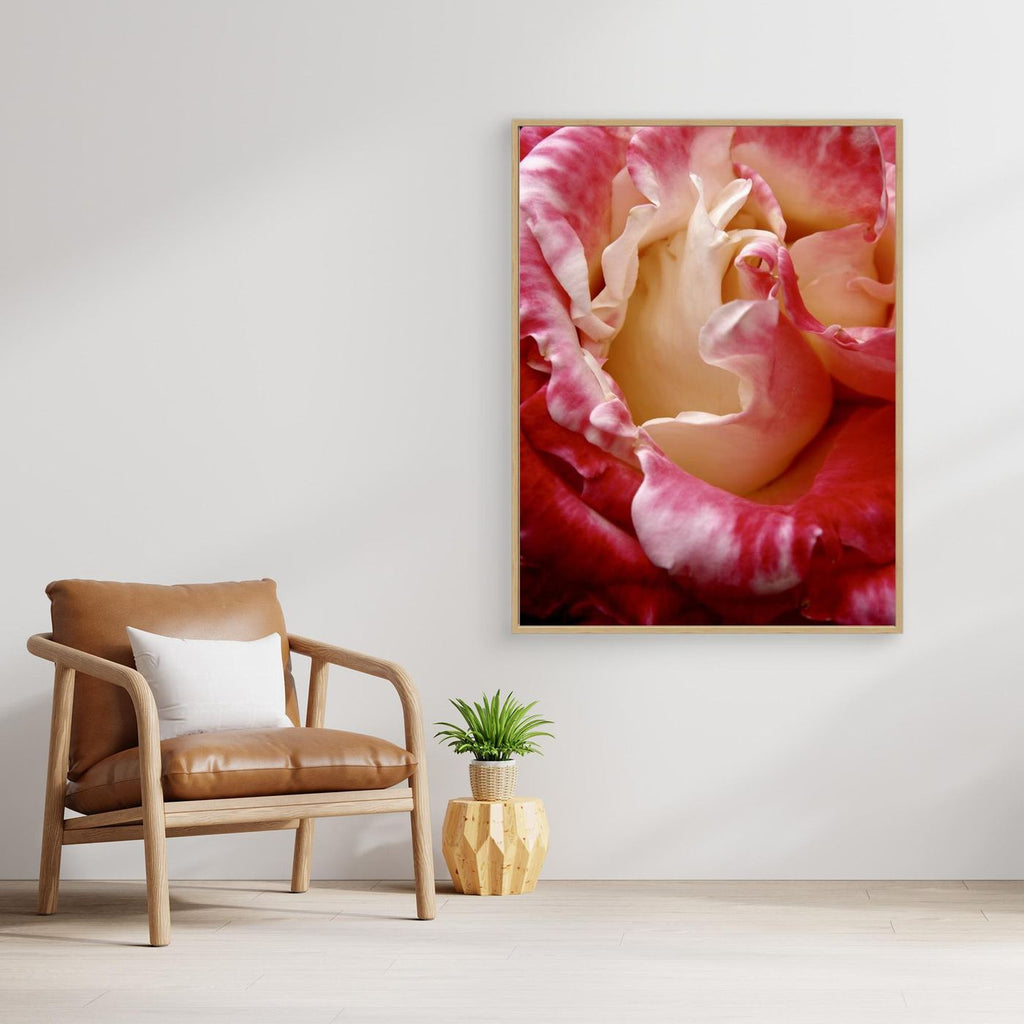 Ros Portland Rose