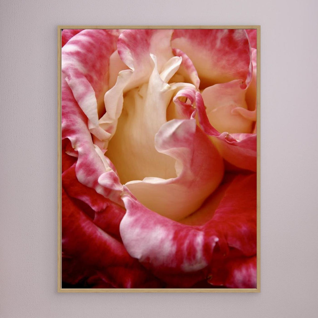 Ros Portland Rose