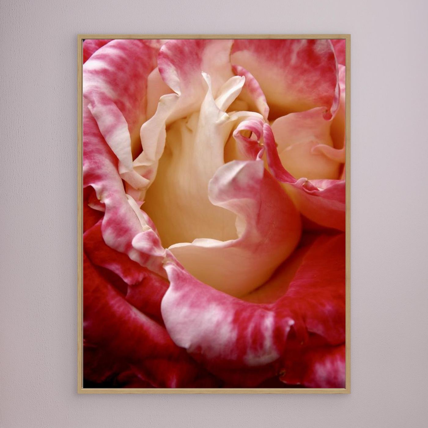Ros Portland Rose