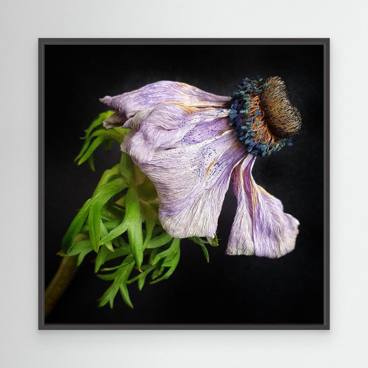 Bedagad Anemone Faded