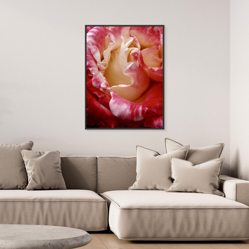 Ros Portland Rose
