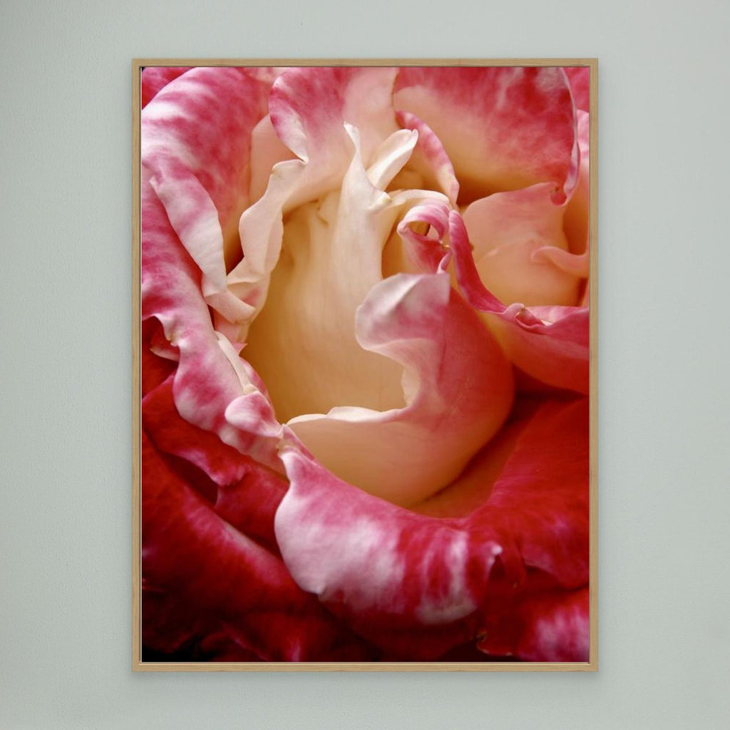 Ros Portland Rose