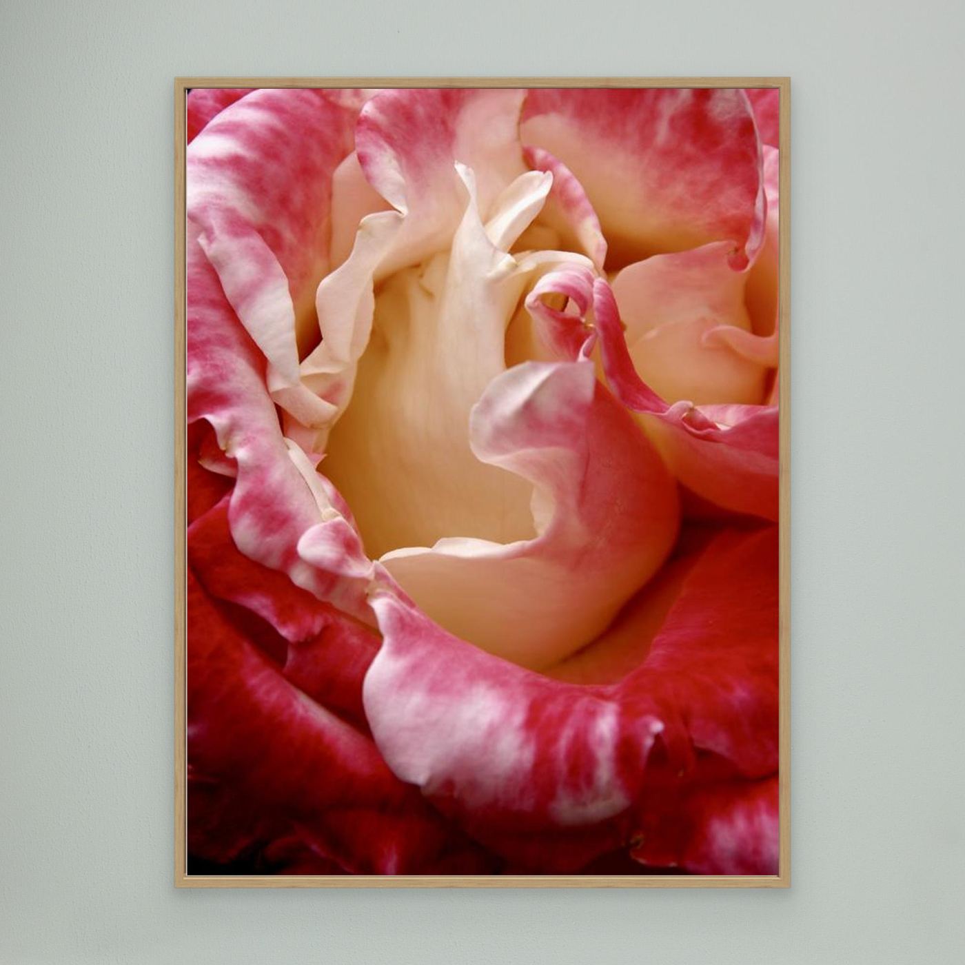 Ros Portland Rose