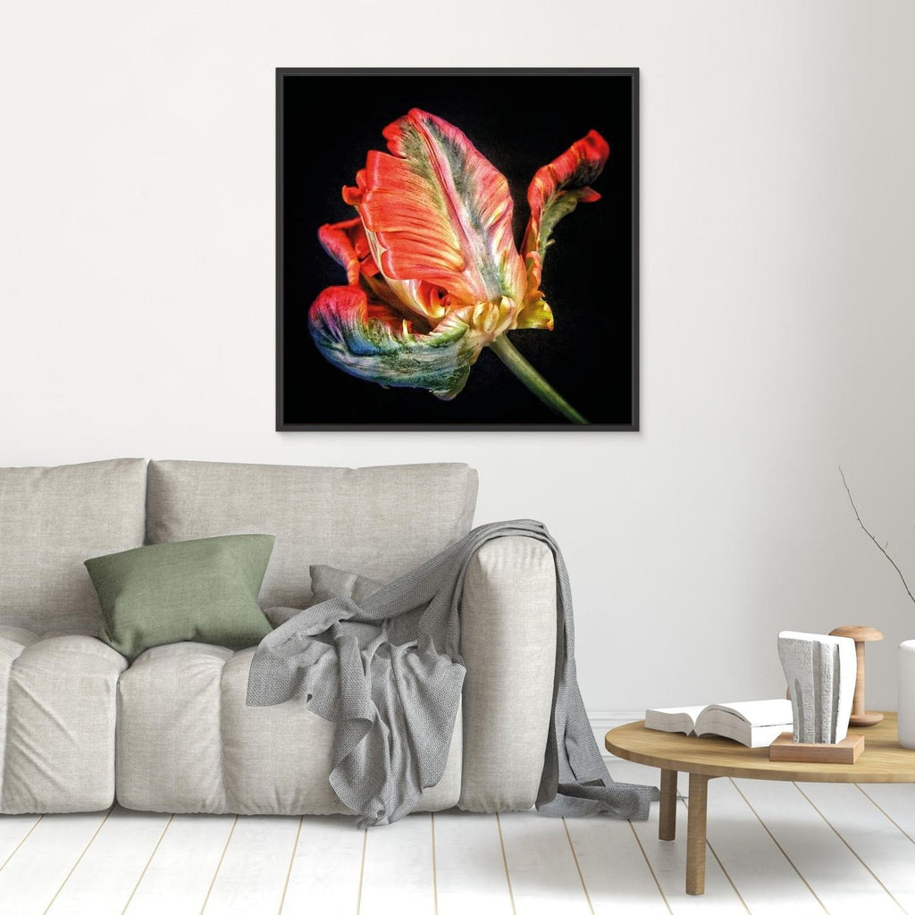 Tulpan Parrot Tulip