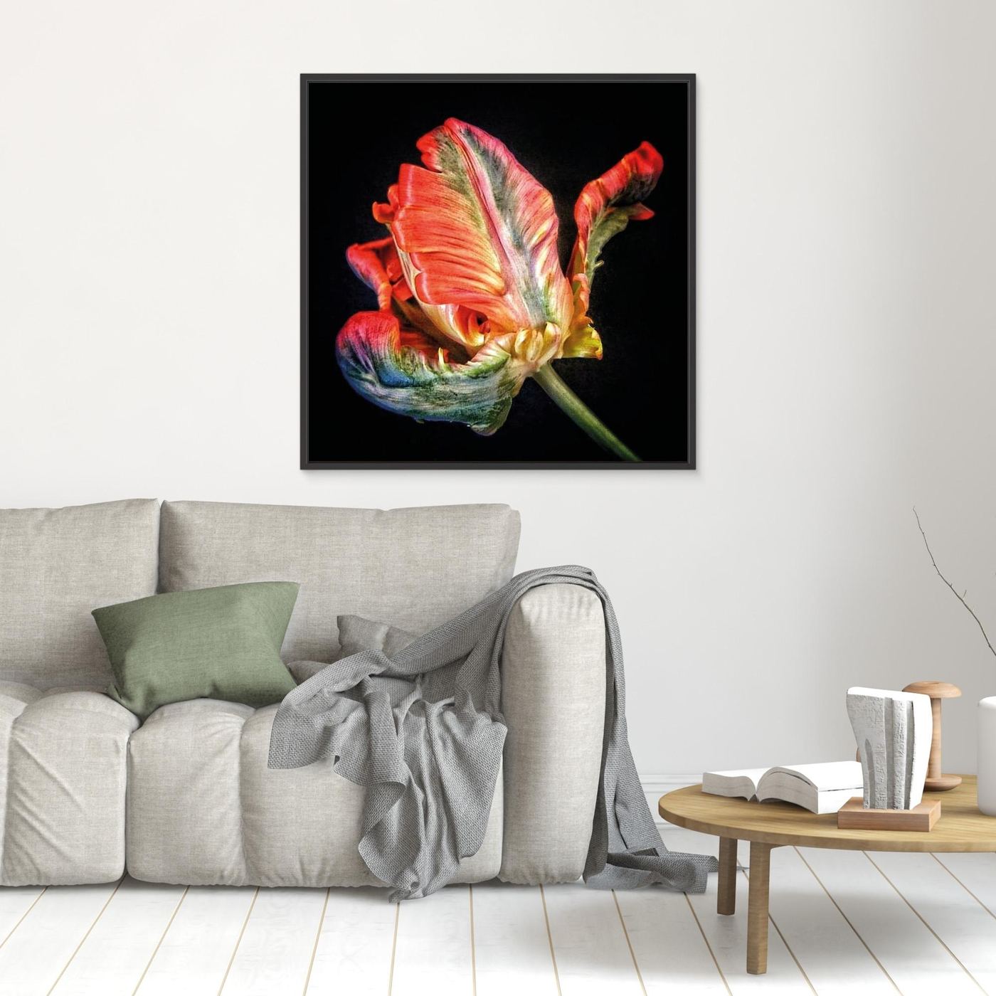 Tulpan Parrot Tulip