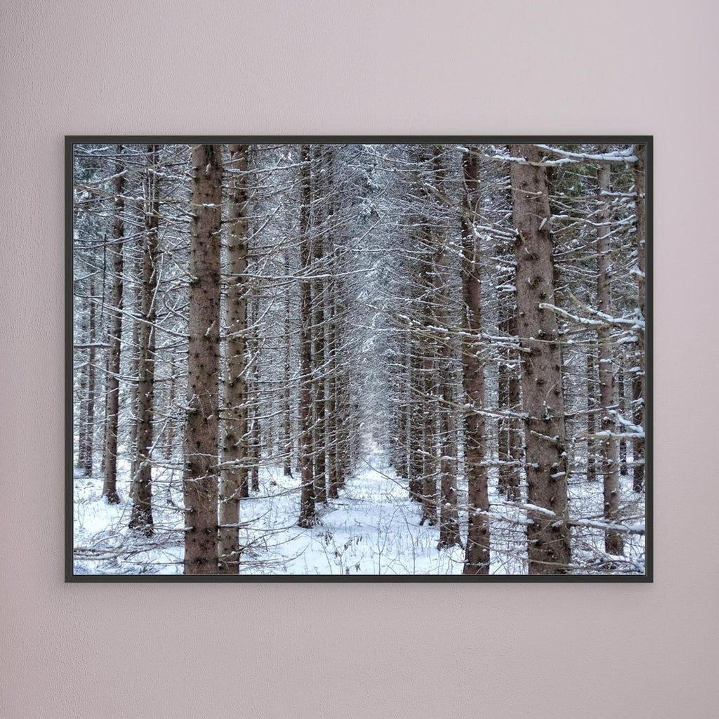 Forest field II