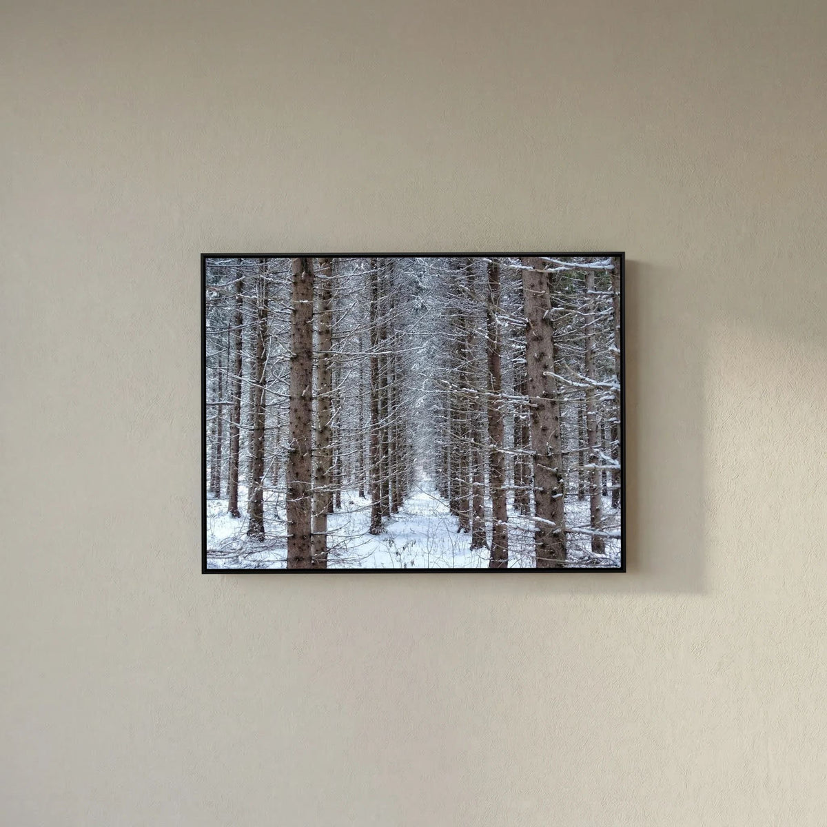 Forest field II