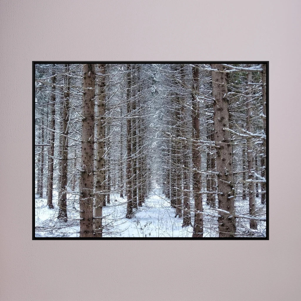 Forest field II