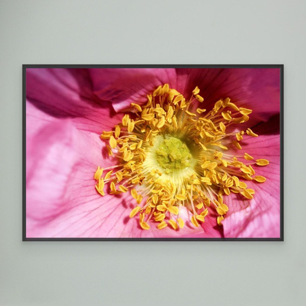 Ros Hunter Valley Rose
