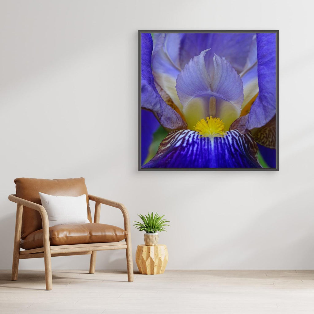 Blå Iris Blue