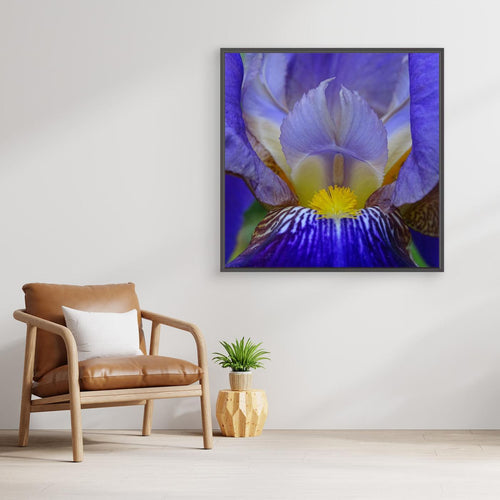 Blå Iris Blue