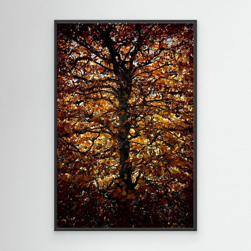 Avenbok Hornbeam