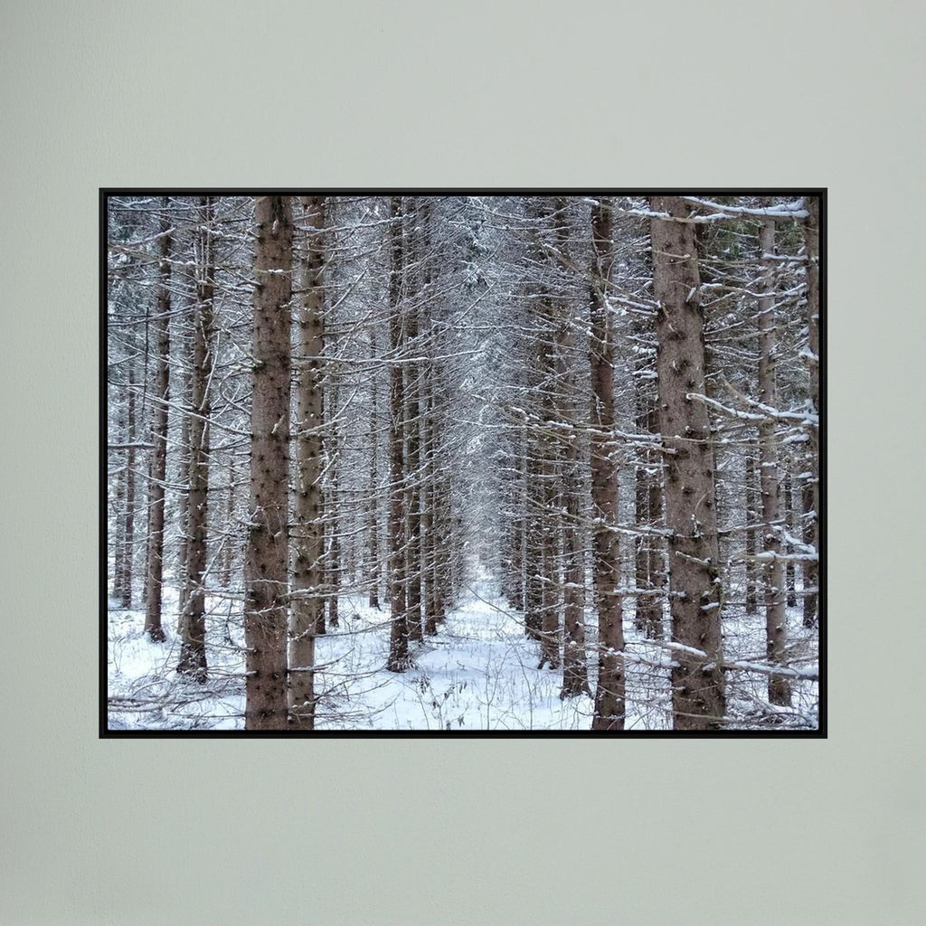 Forest field II
