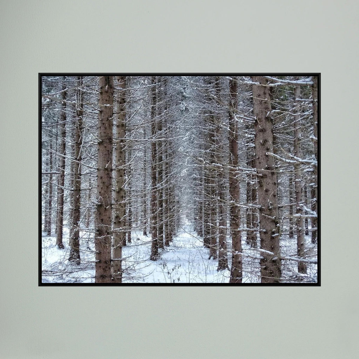 Forest field II